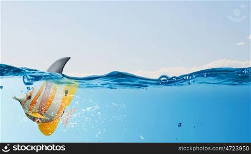 Exotic fish with shark flip. Exotic fish in water wearing shark fin to scare predators