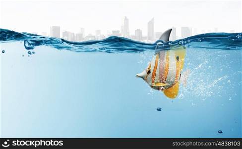 Exotic fish with shark flip. Exotic fish in water wearing shark fin to scare predators