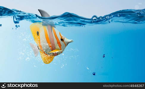 Exotic fish with shark flip. Exotic fish in water with shark flip on back