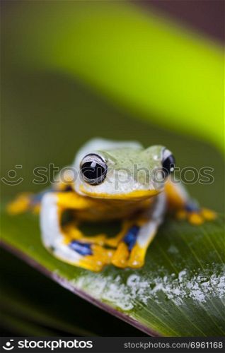 Exotic frog in indonesia, Rhacophorus reinwardtii on colorful background