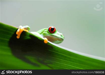 Exotic frog on colorful background