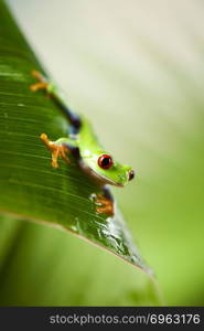 Exotic frog on colorful background