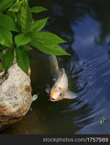 Exotic Koi fish carp swimming in pond at Shukkeien Park, Hiroshima, Japan.. Exotic Koi fish carp swimming in pond