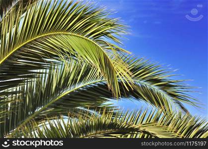 exotic leaves of a palm tree under blue sky