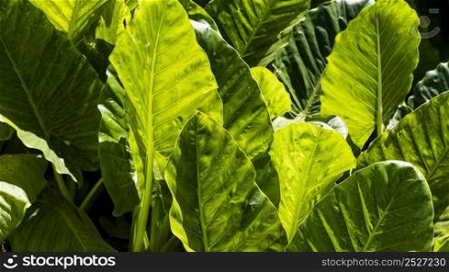exotic leaves sun outdoors