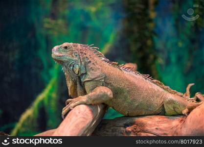 exotic lizard iguana on a branch close-up