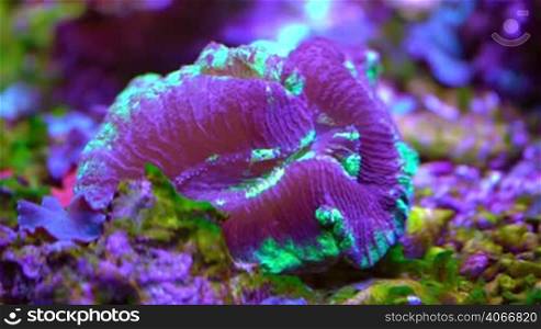 Exotic marine coral closeup
