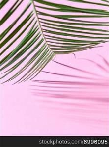 Exotic palm leaf on a pink paper background with a copy of space and reflection of the shadows. Natural layout. Palm leaf on a pink cardboard background with a copy of the spaciousness and shadow pattern.