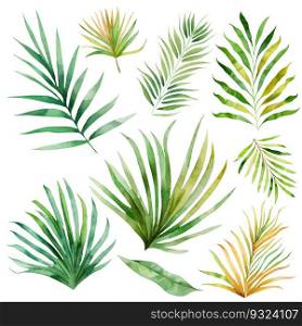 Exotic plants, palm leaves, monstera on an isolated white background, watercolor illustration