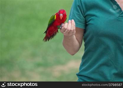 exotic red bird in the hands of their caregiver