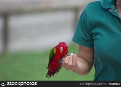 exotic red bird in the hands of their caregiver