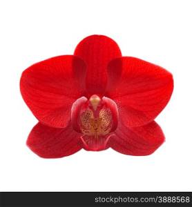 exotic red color orchid flower isolated on white background