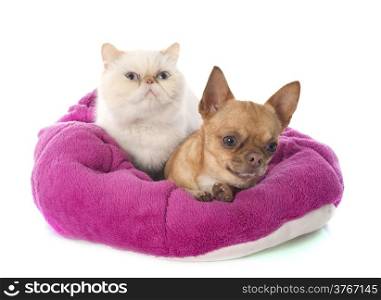 exotic shorthair cat and chihuahua in front of white background