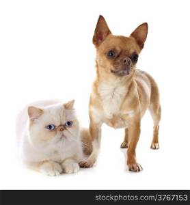 exotic shorthair cat and chihuahua in front of white background