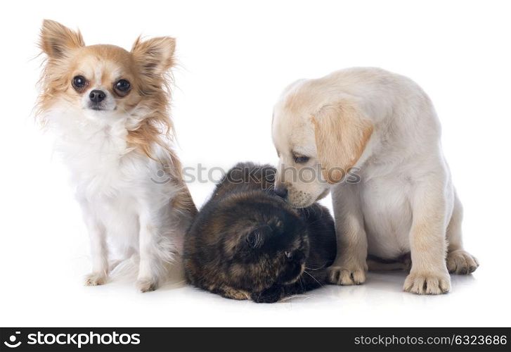 exotic shorthair cat and dogs in front of white background
