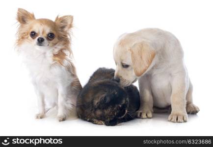 exotic shorthair cat and dogs in front of white background