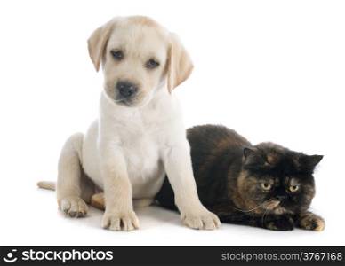 exotic shorthair cat and puppy labrador retriever in front of white background