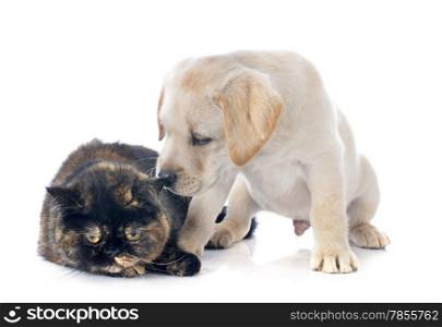 exotic shorthair cat and puppy labrador retriever in front of white background
