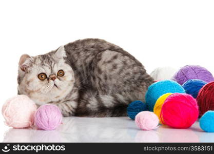 Exotic shorthair cat. Cat with balls of threads.