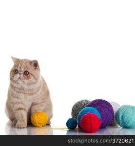 Exotic shorthair cat. Cat with balls of threads.