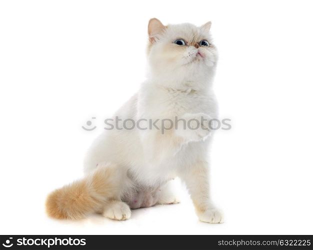 exotic shorthair cat in front of white background
