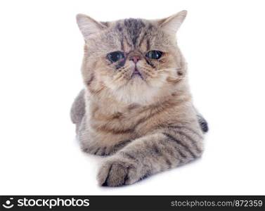 exotic shorthair cat in front of white background