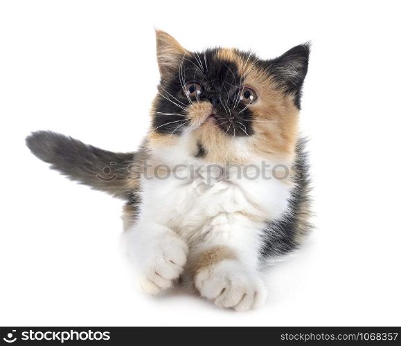 exotic shorthair in front of white background