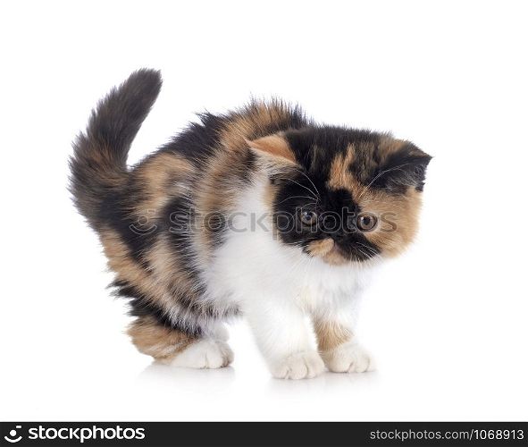 exotic shorthair in front of white background