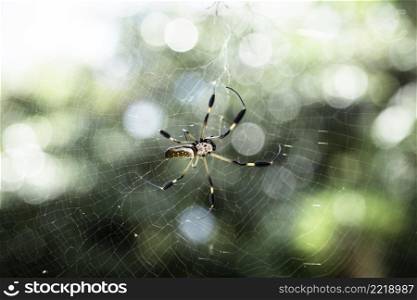 exotic spider web closeup