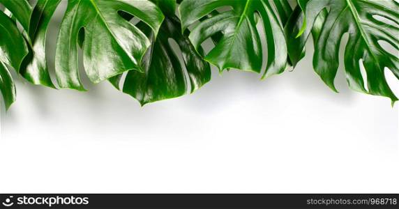 Exotic tropical monstera palm leaves at white