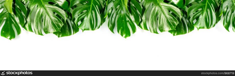 Exotic tropical monstera palm leaves at white