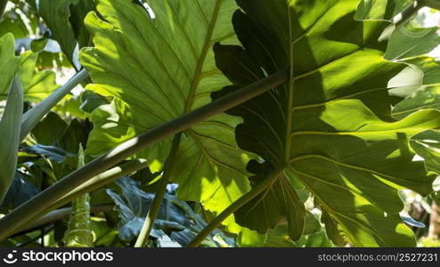 exotic vegetation plants