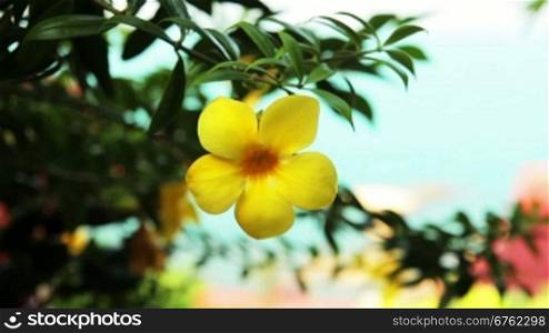 exotic yellow flower