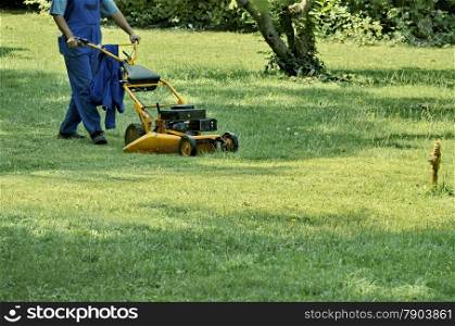 Experienced worker cut grass with Lawn mower in garden