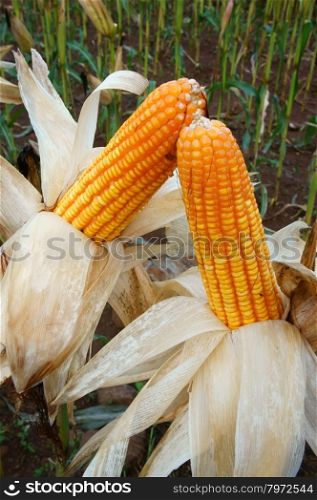 Experiment garden, test new breeding, yellow maize field to breed, Vietnam is a agriculture country, corn seed on farm to make for sample, biology test