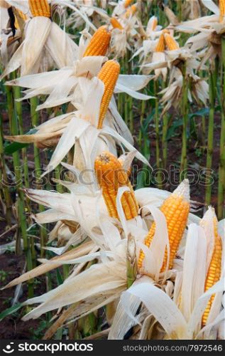 Experiment garden, test new breeding, yellow maize field to breed, Vietnam is a agriculture country, corn seed on farm to make for sample, biology test