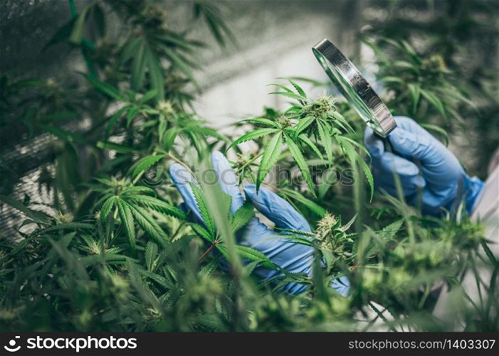 Experiments for the production of marijuana for medical use, hemp weed crop