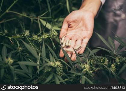 Experiments for the production of marijuana for medical use, hemp weed crop