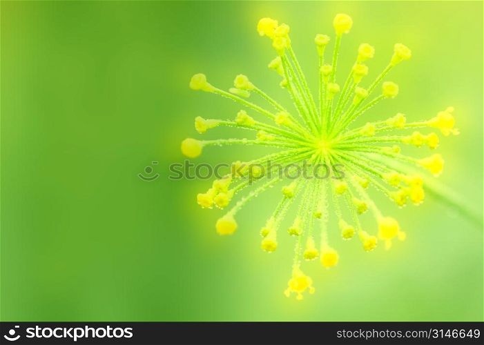Exploding Bright Yellow Flower