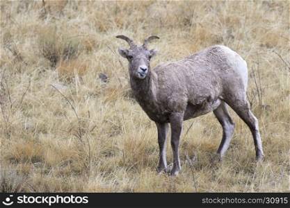 Expressing your attitude, stick your tongue out, bighorn sheep