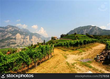 Extensive vineyards on gentle hills in the foothills of the Italian Alps.