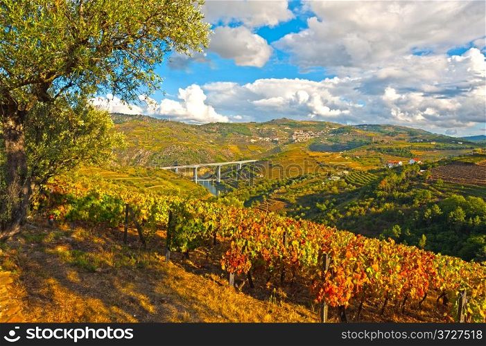 Extensive Vineyards on the Hills of Portugal