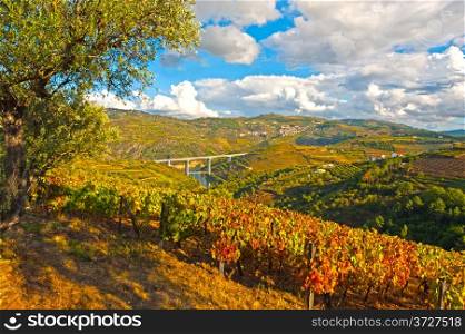 Extensive Vineyards on the Hills of Portugal
