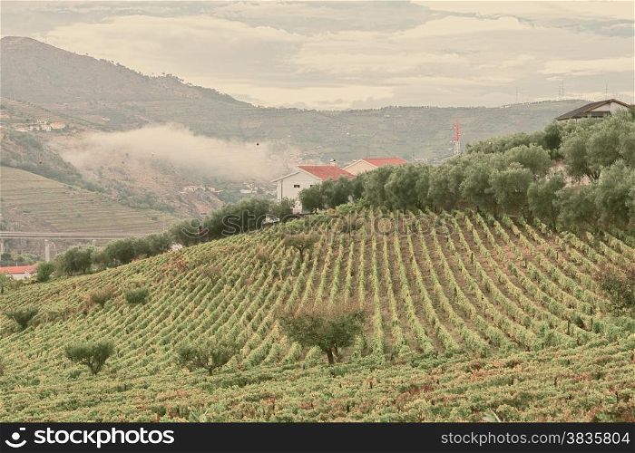 Extensive Vineyards on the Hills of Portugal, Retro Image Filtered Style