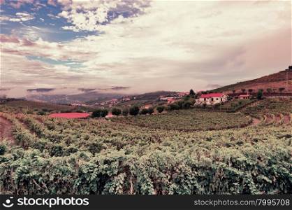 Extensive Vineyards on the Hills of Portugal, Vintage Style Toned Picture