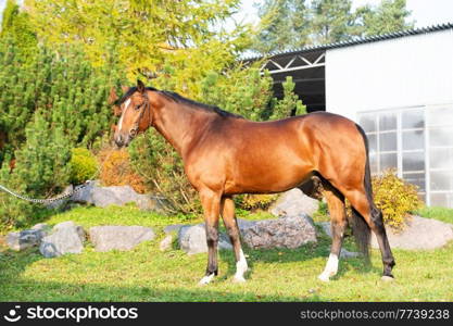 exterior of  bay sportive warmblood horse posing in  stable garden