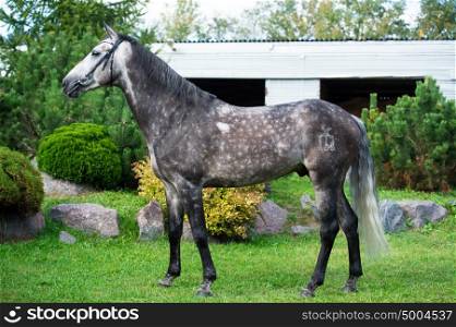exterior of grey horse