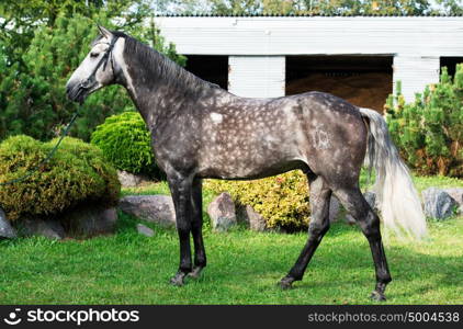 exterior of grey horse