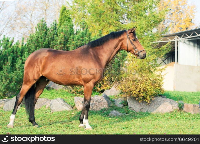 exterior of sportive warmblood horse posing against pine trees