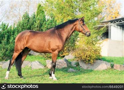exterior of sportive warmblood horse posing against pine trees
